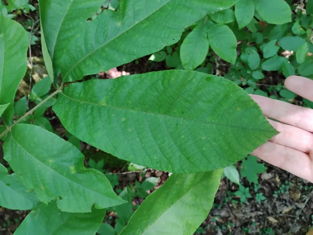 Carya Tomentosa
