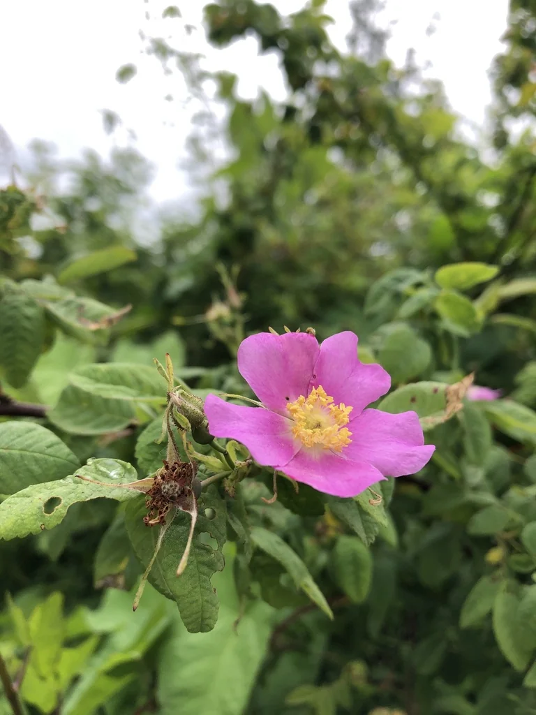 Rosa Nutkana