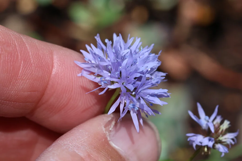 Gilia Capitata