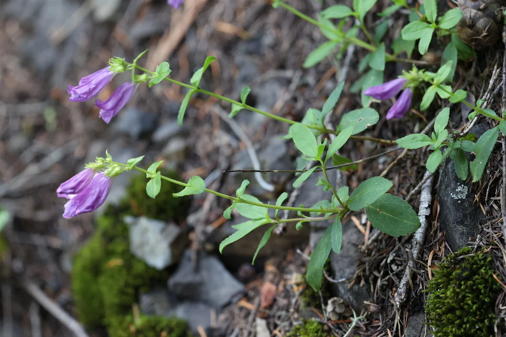 Penstemon Cardwellii