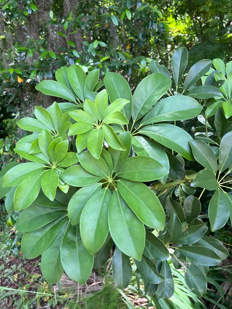 Schefflera Arboricola