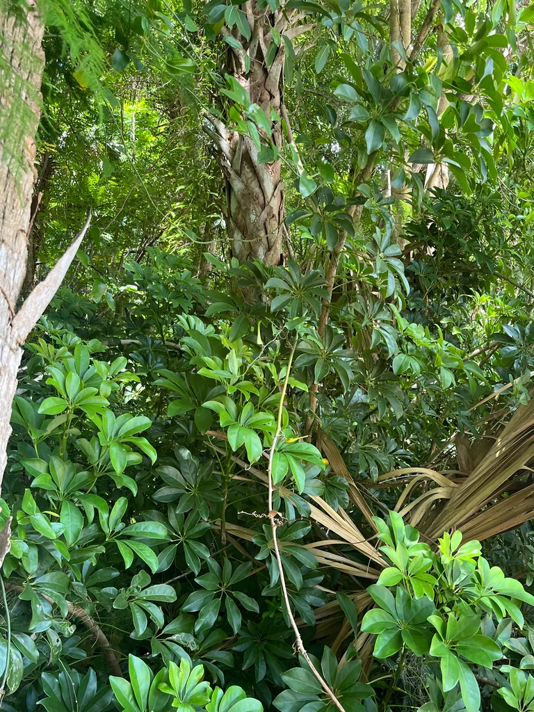 Schefflera Arboricola