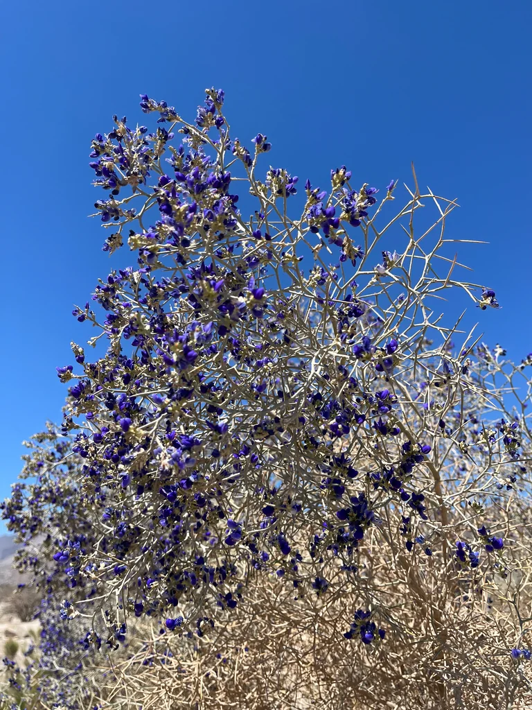 Psorothamnus Spinosus