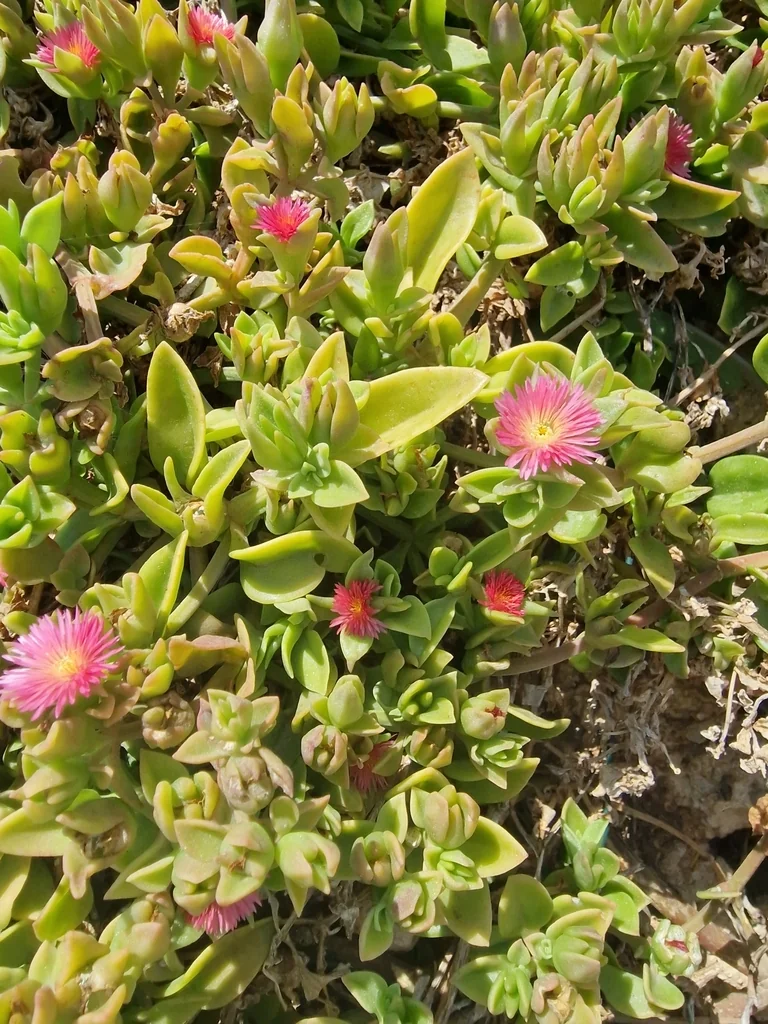Aptenia cordifolia