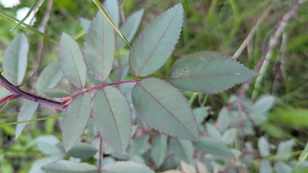 Rosa Glauca