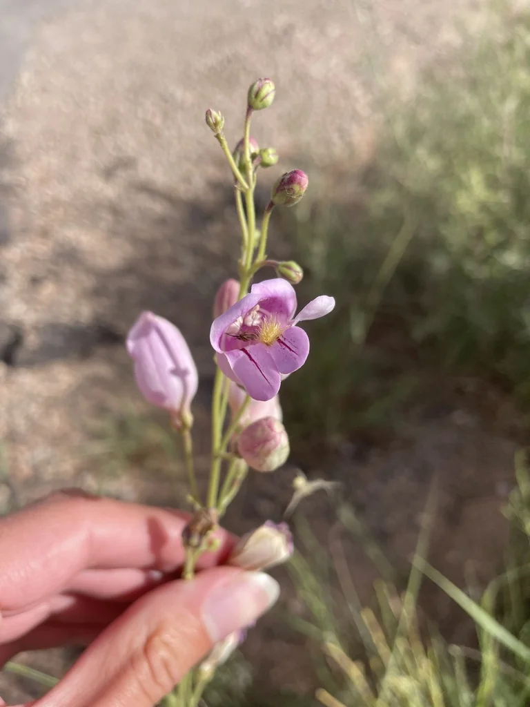 Penstemon Palmeri