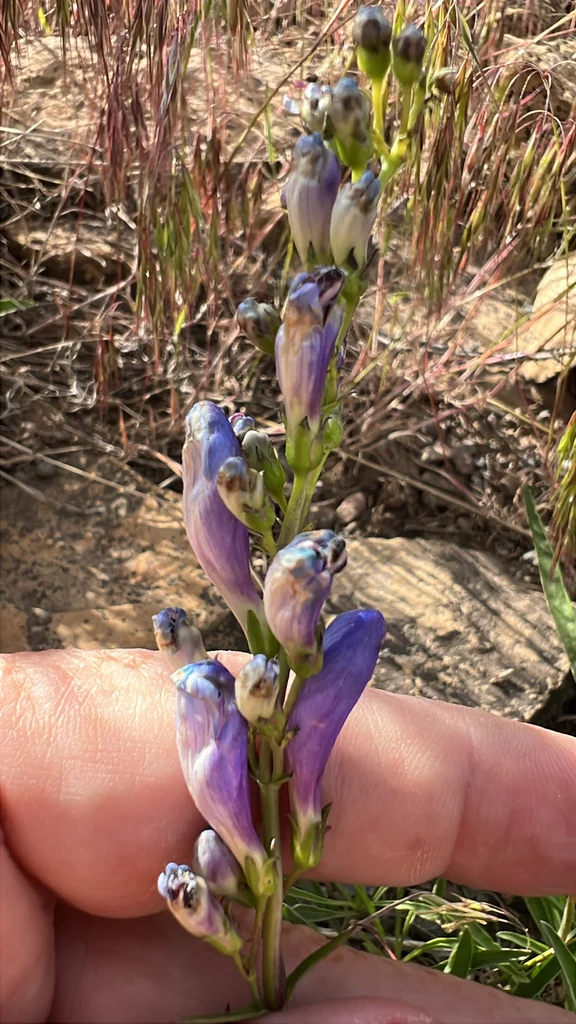 Penstemon Strictus