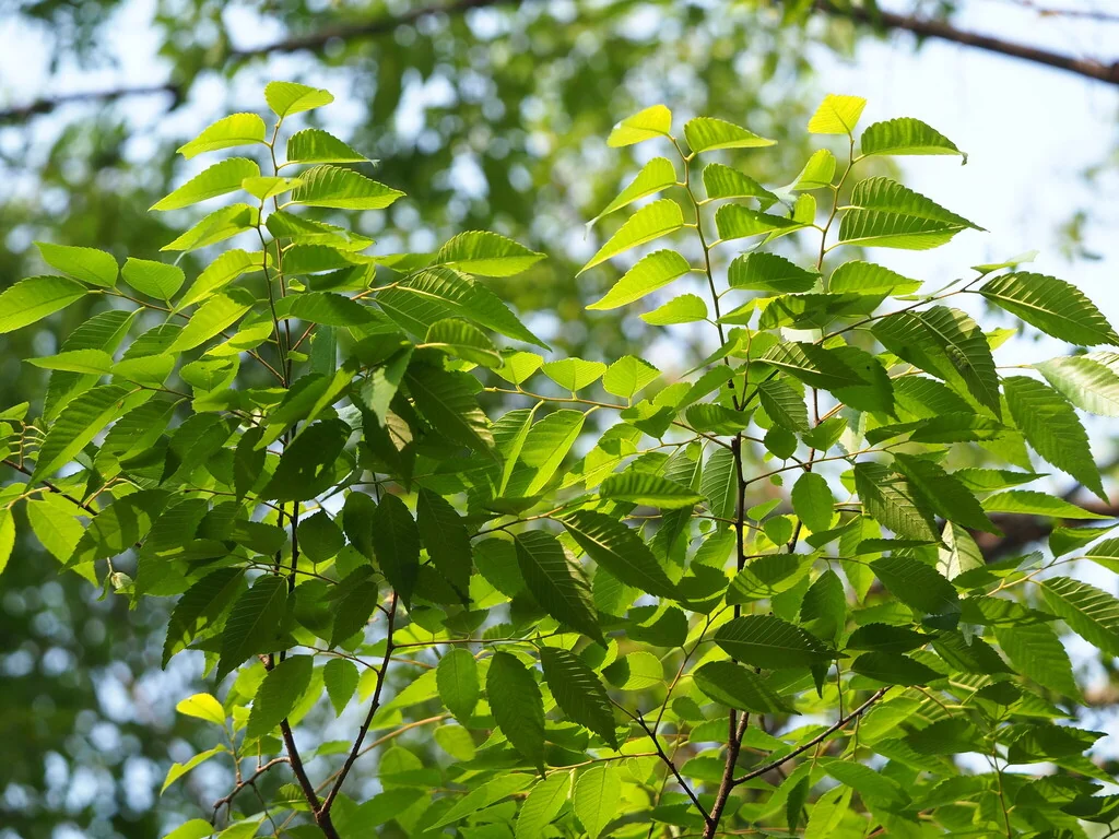 Zelkova Serrata