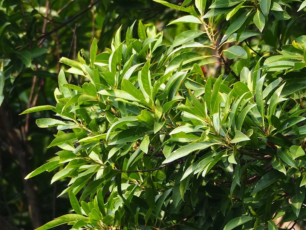 Elaeocarpus Decipiens