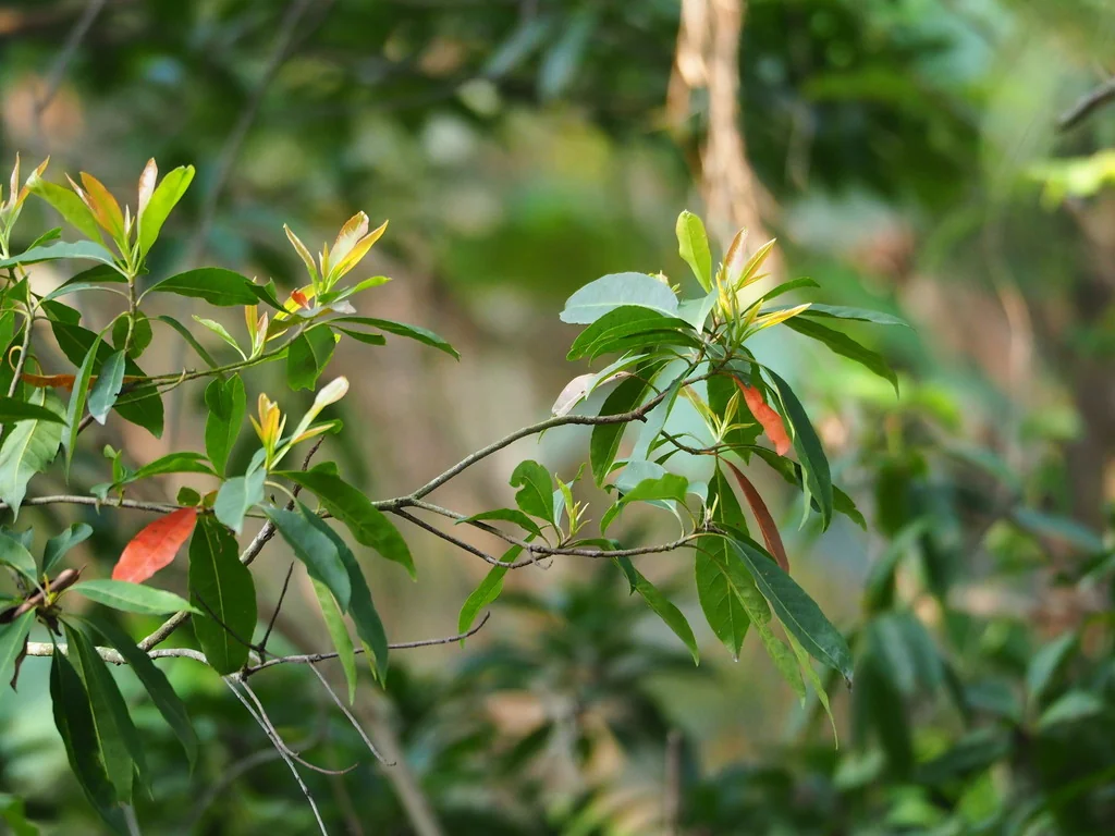 Elaeocarpus Decipiens