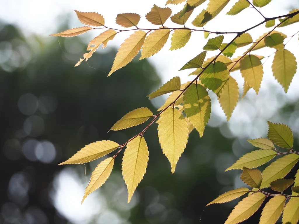 Zelkova Serrata