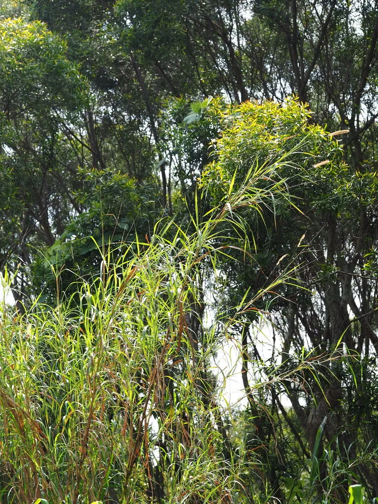 Pennisetum Purpureum