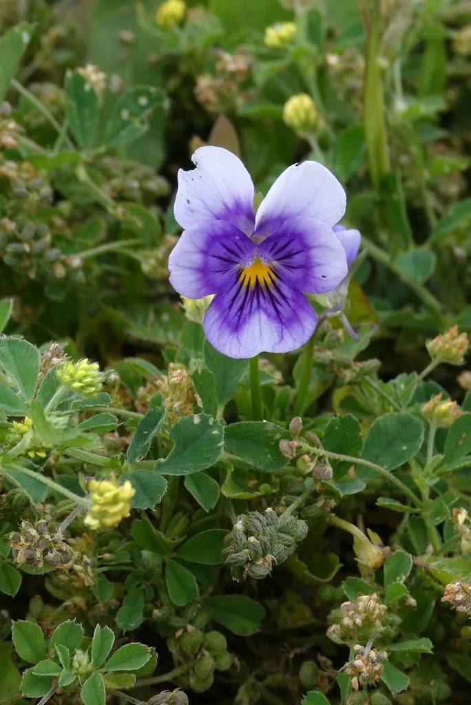 Viola X Wittrockiana