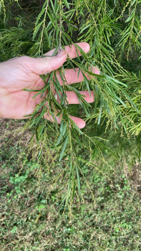 Acacia Fimbriata