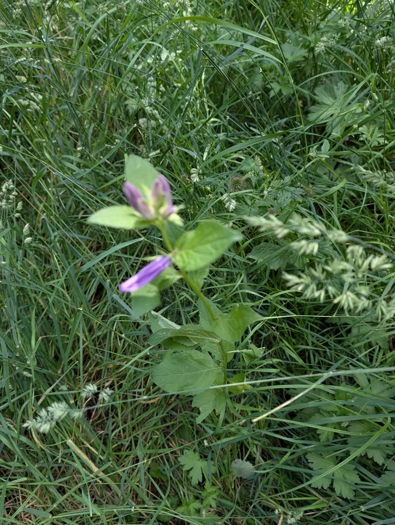 Campanula Latifolia