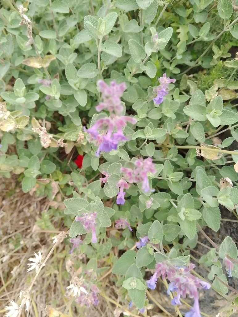 Nepeta Racemosa