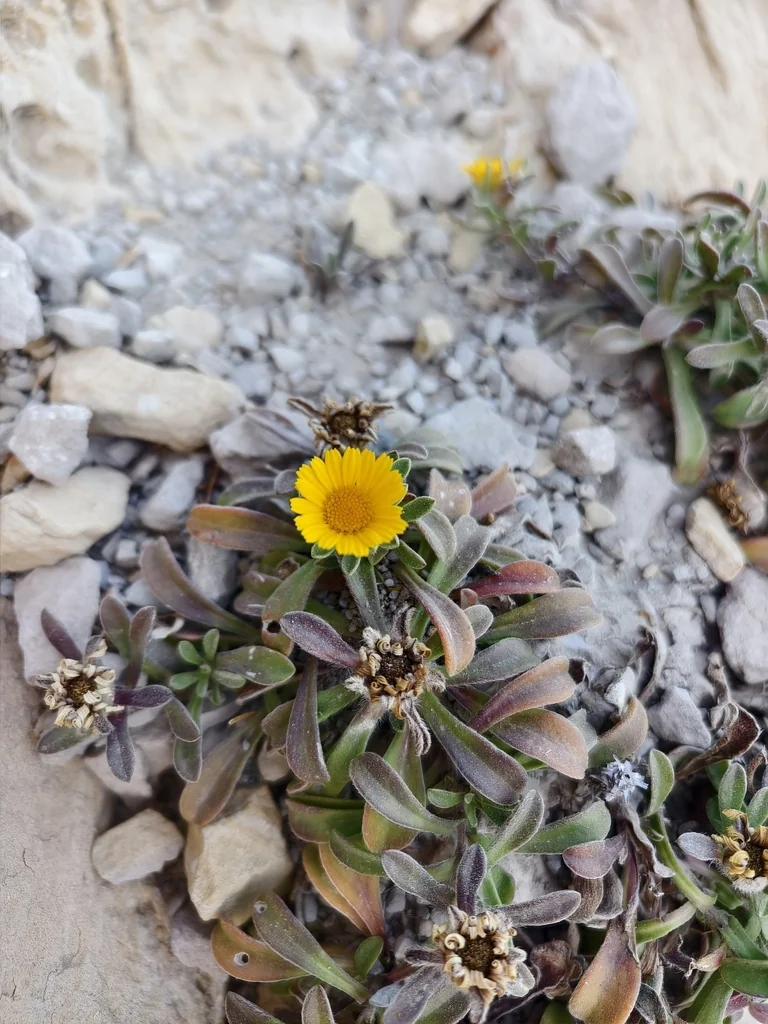Asteriscus Maritimus