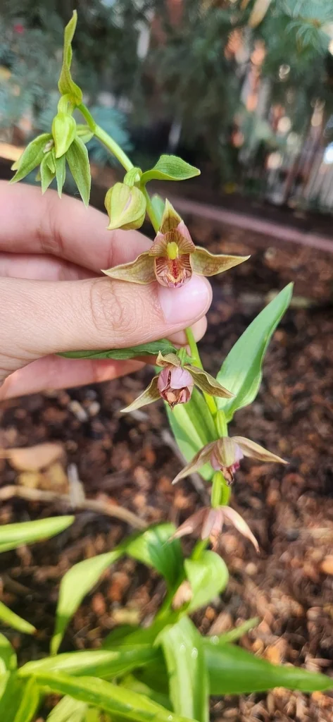 Epipactis Gigantea