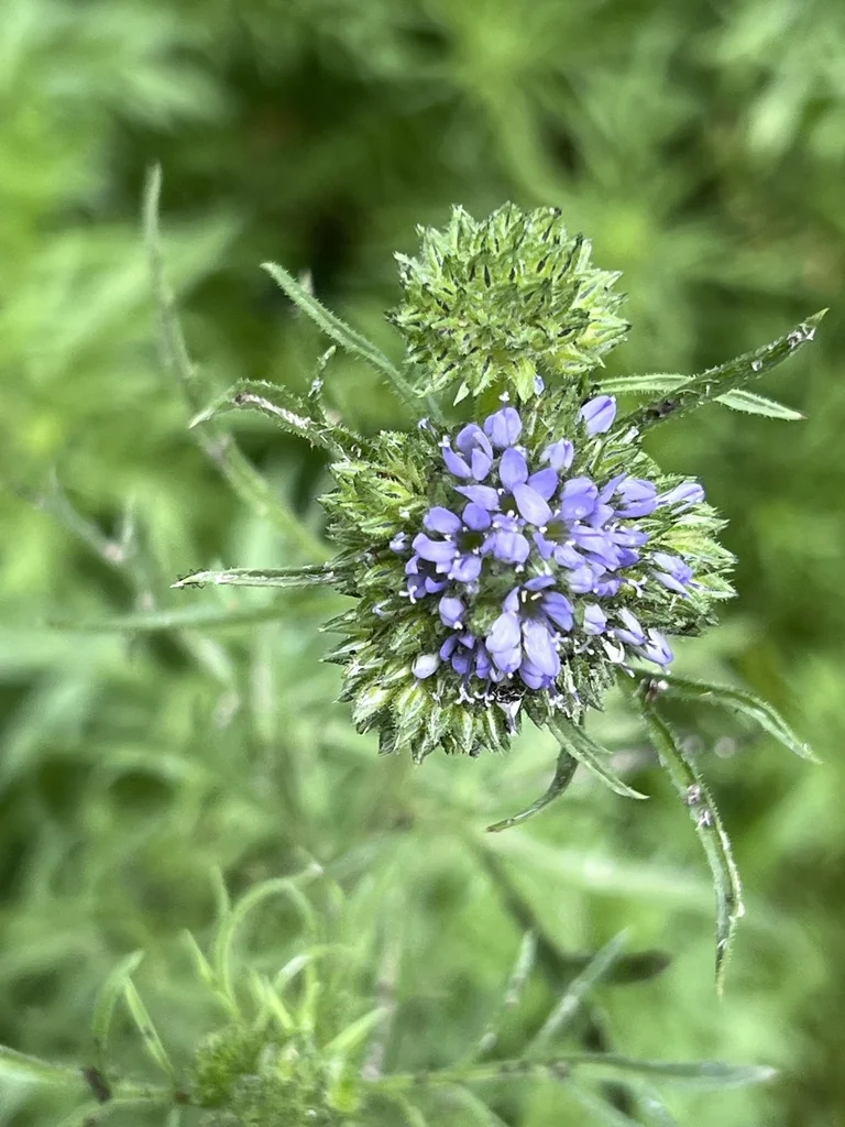 Gilia Capitata