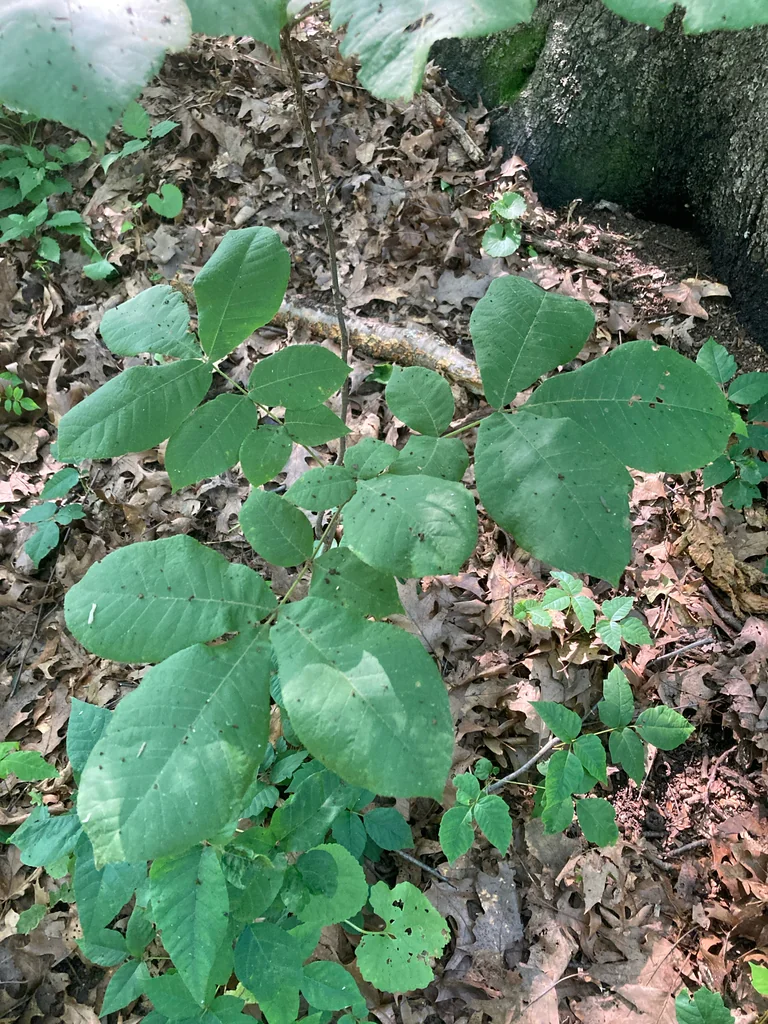 Carya Tomentosa