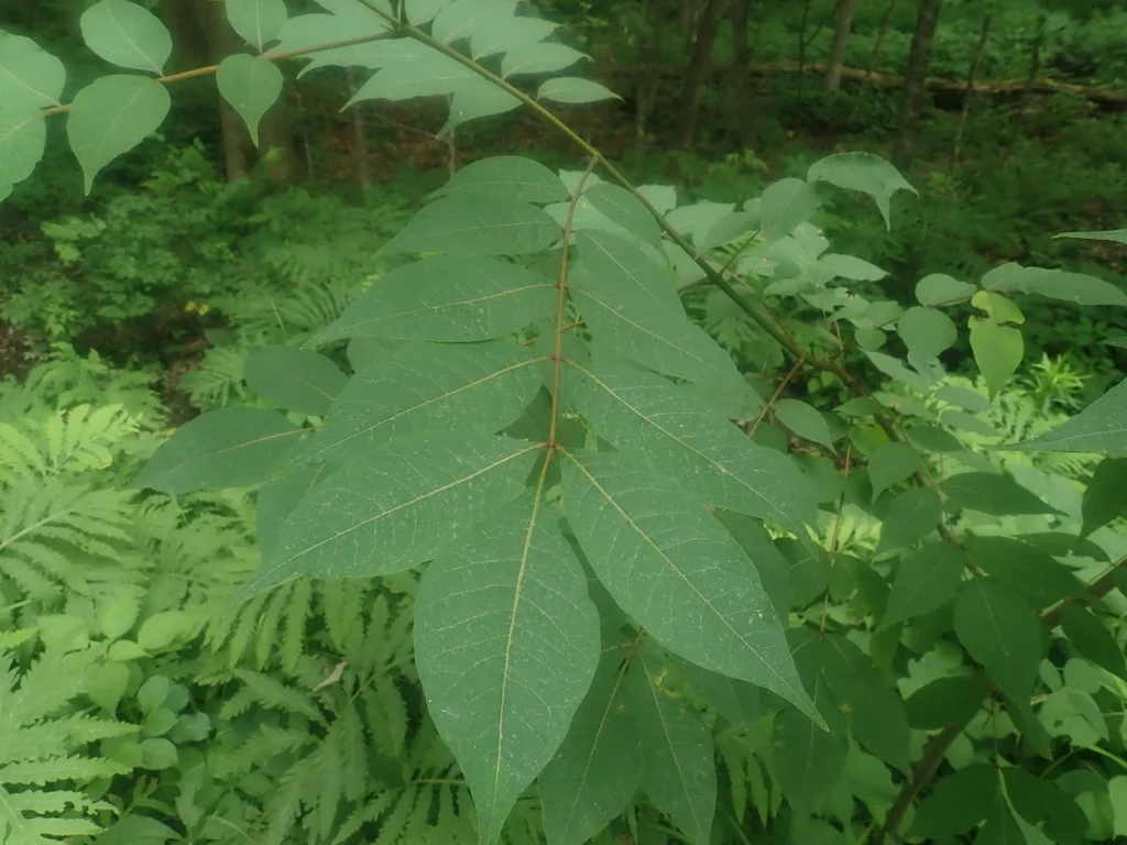 Phellodendron Amurense