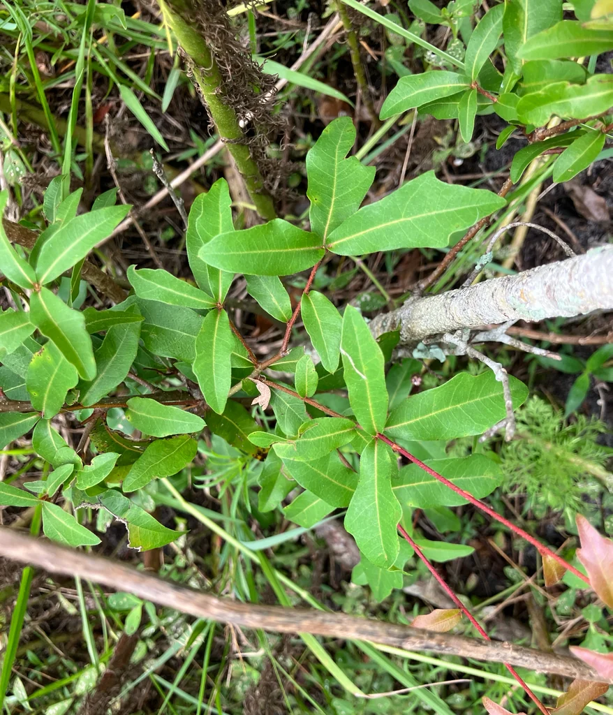 Quercus laurifolia