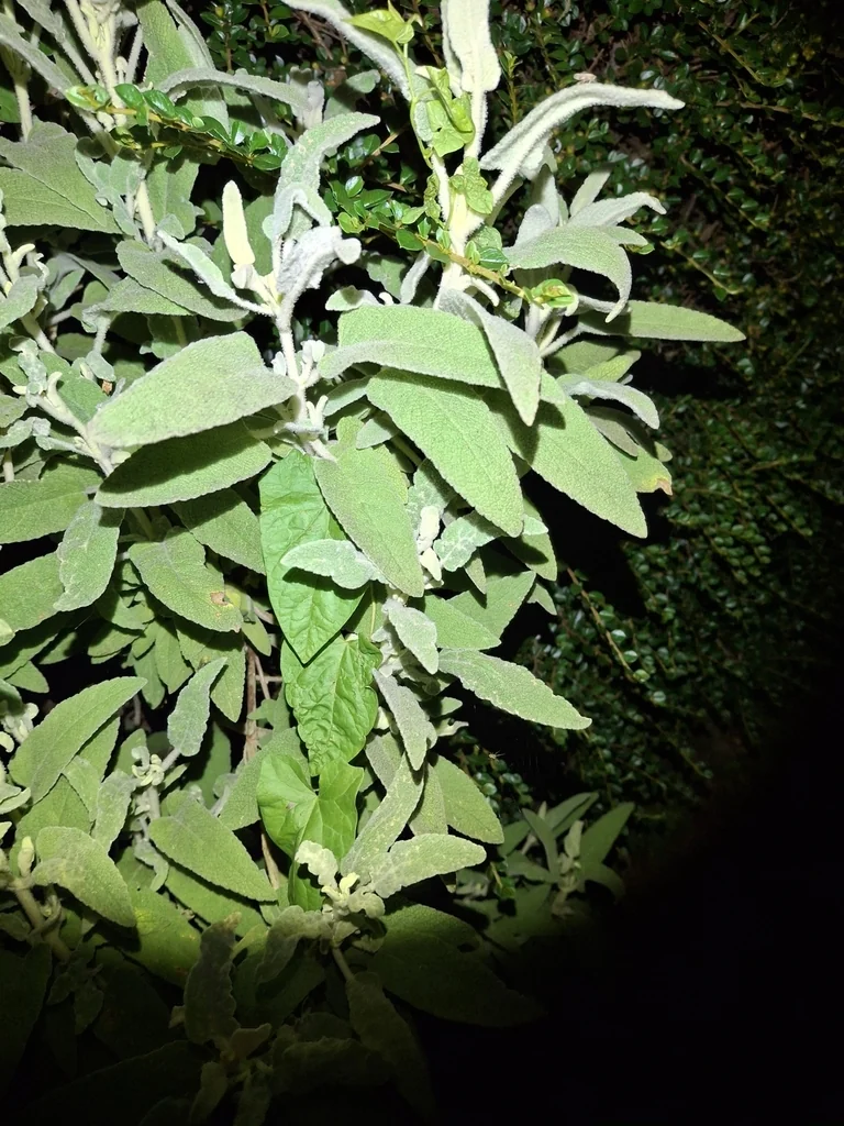 Salvia Officinalis