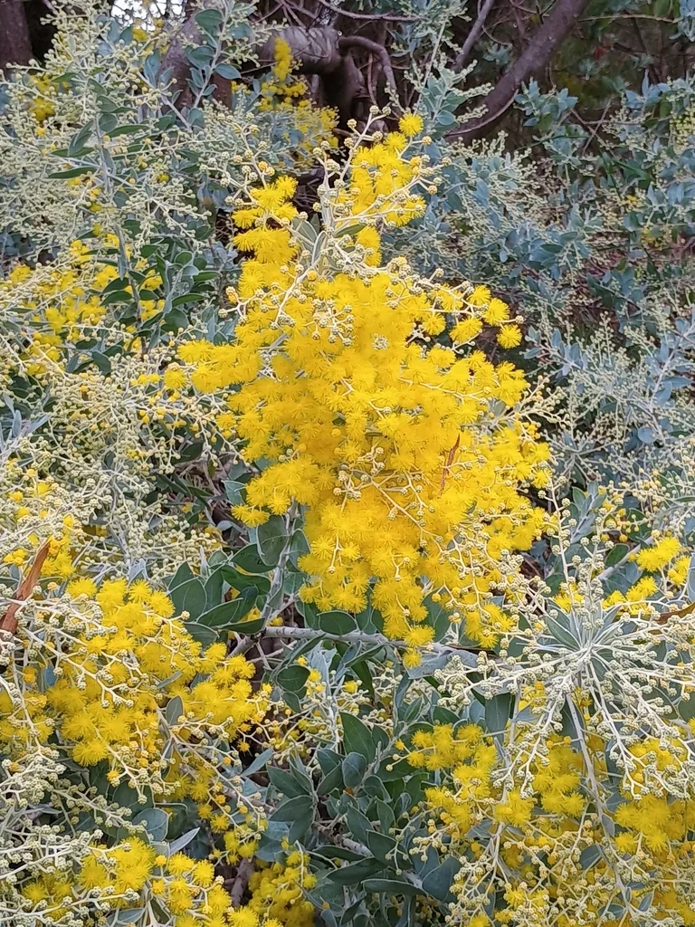 Acacia Podalyriifolia