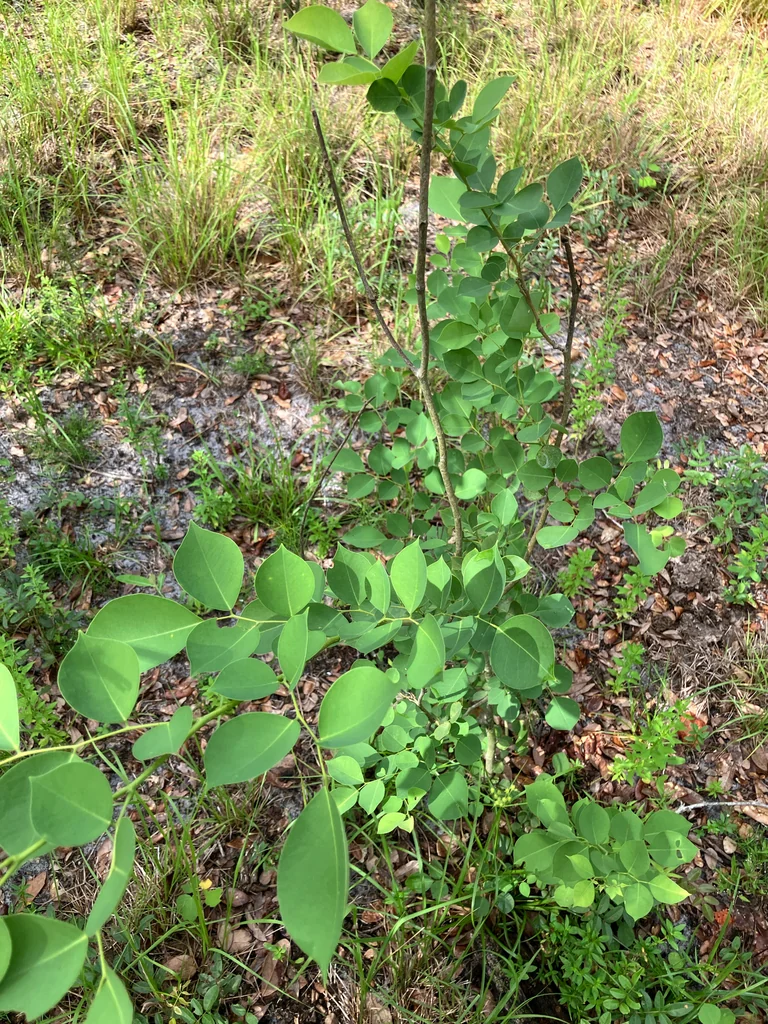 Dalbergia Sissoo