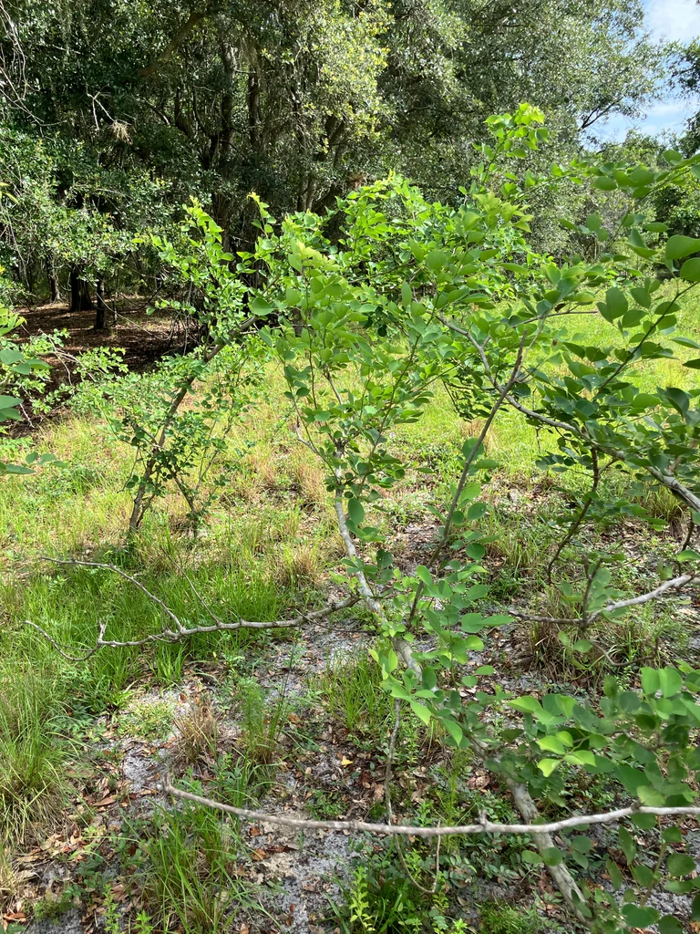 Dalbergia Sissoo