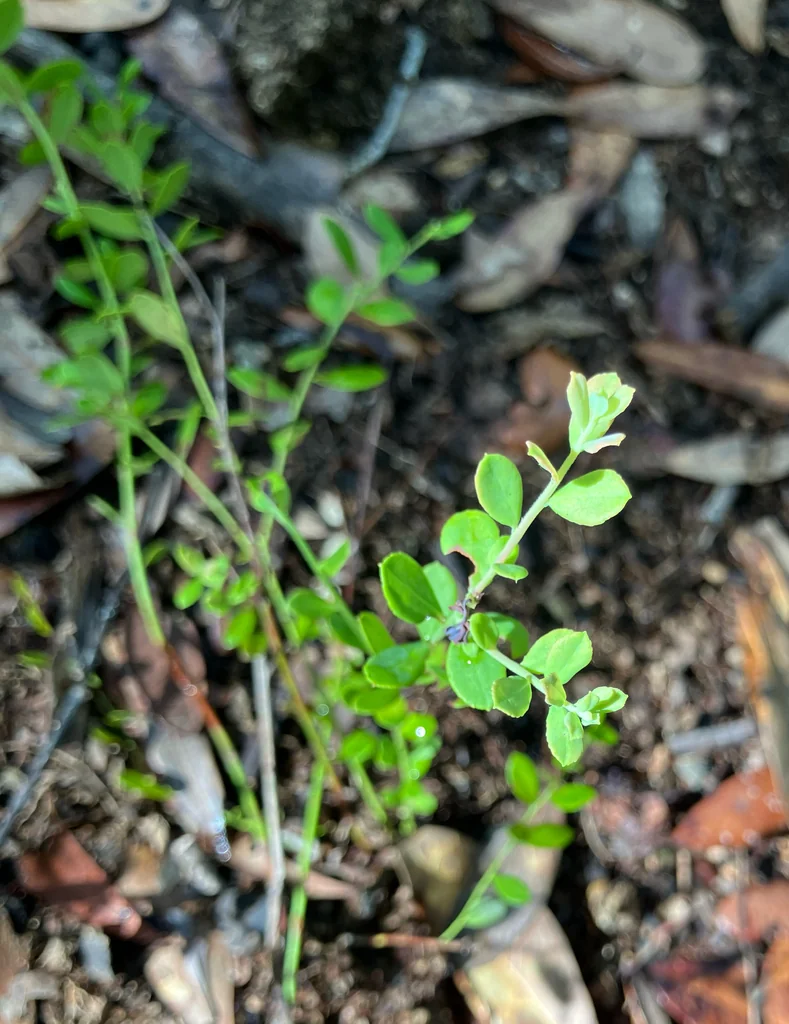 Vaccinium Darrowii