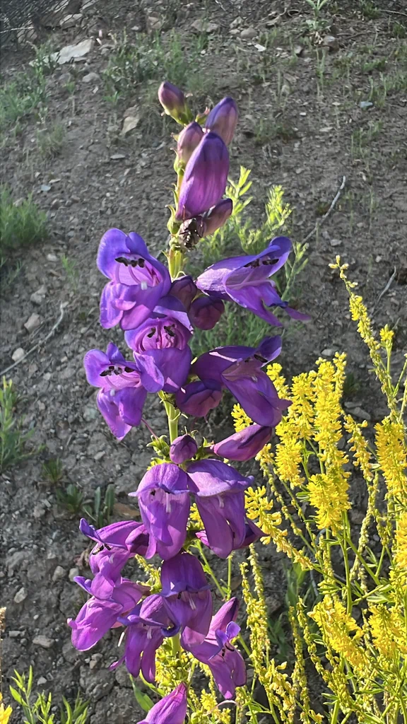 Penstemon Strictus