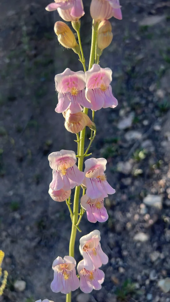 Penstemon Palmeri