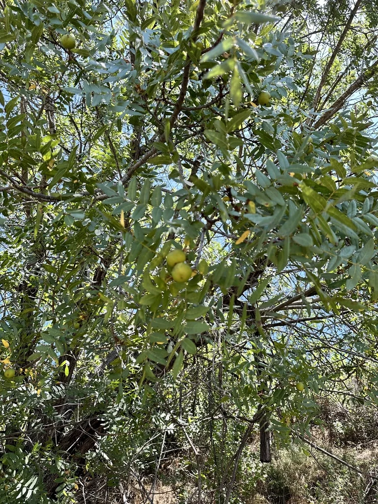 Juglans Californica
