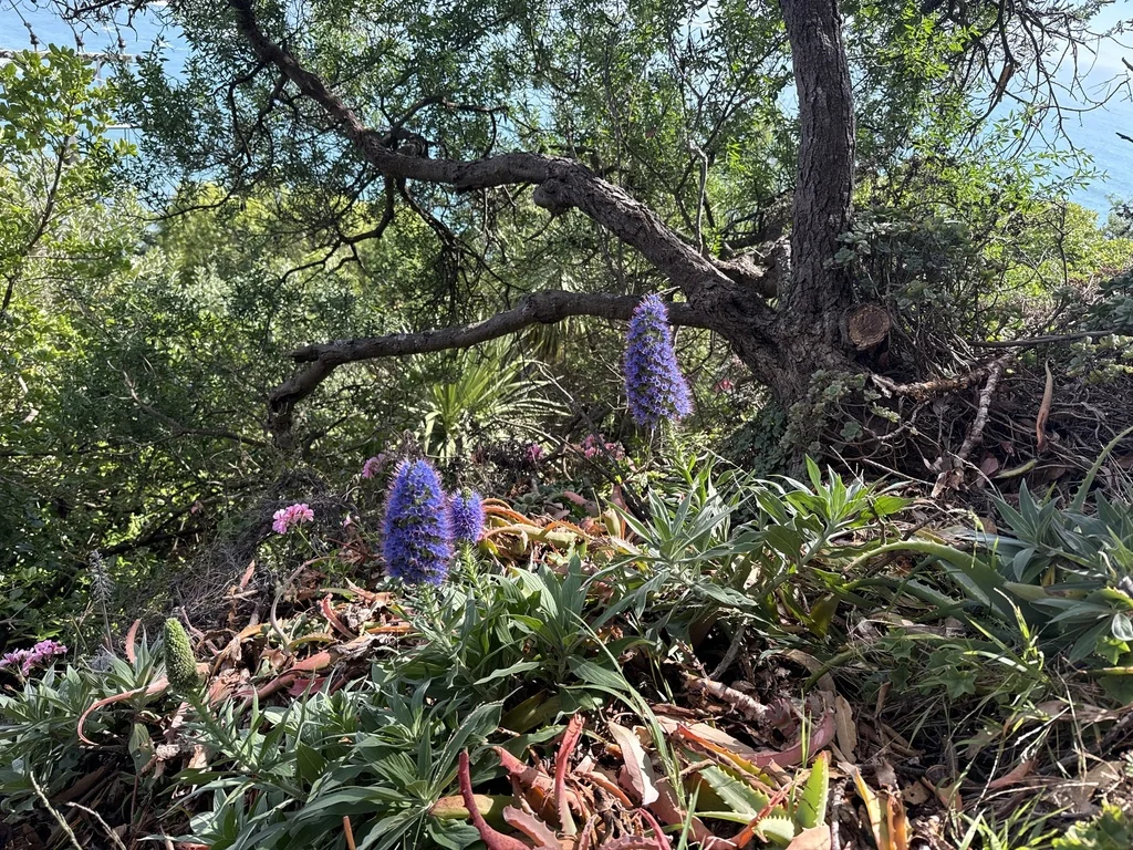 Echium Candicans