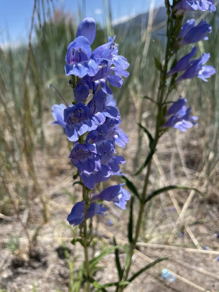 Penstemon Strictus