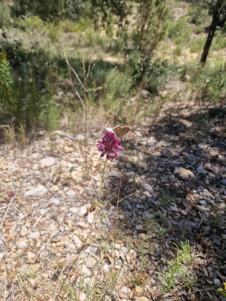 Allium Sphaerocephalon