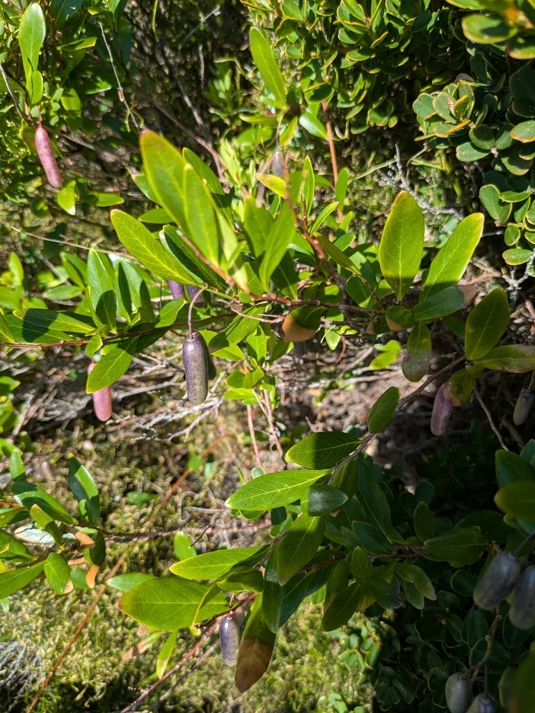 Sollya Heterophylla