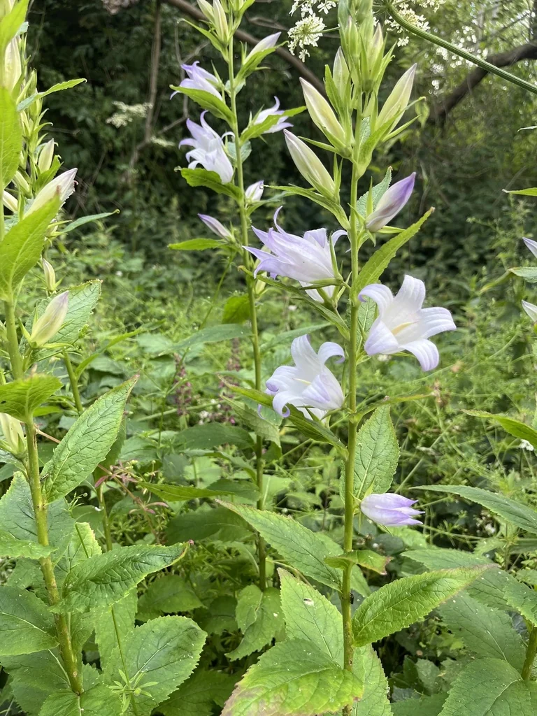 Campanula Latifolia