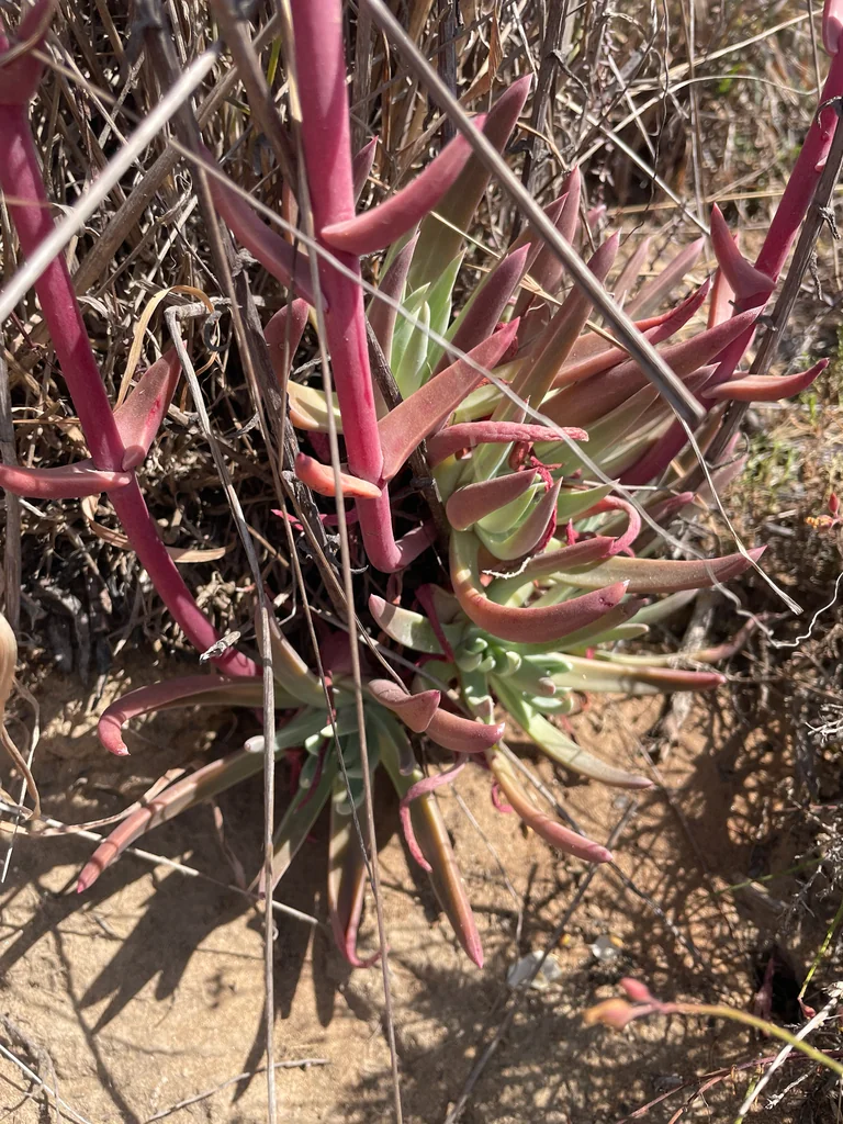 Dudleya Caespitosa
