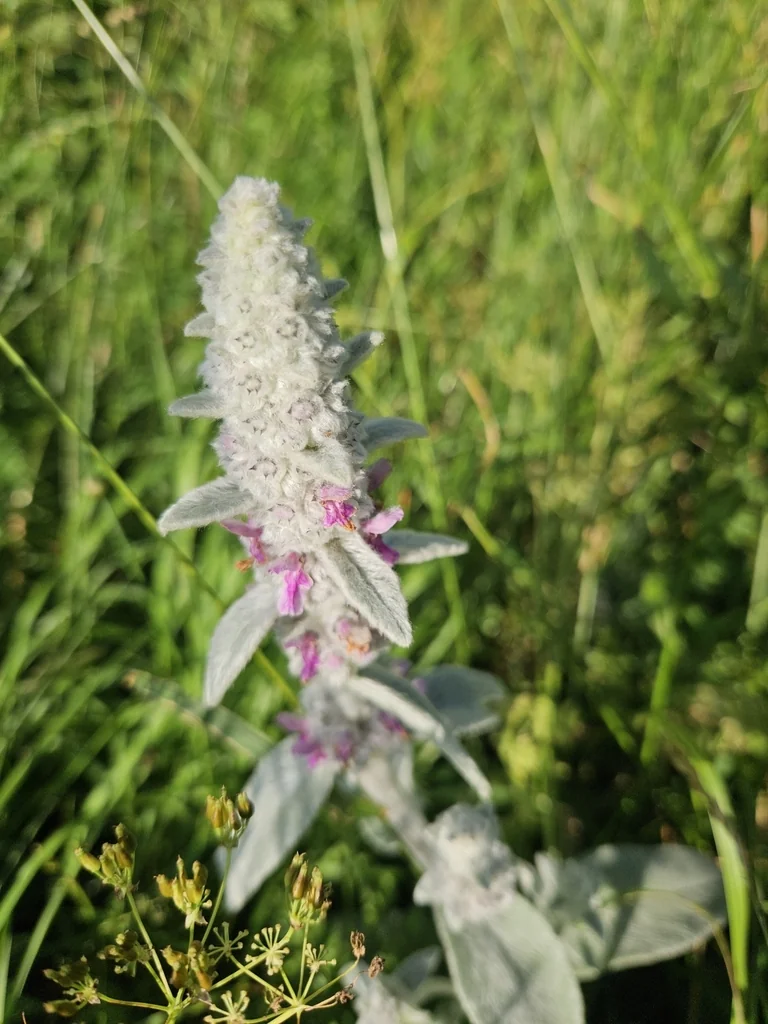 Stachys Byzantina