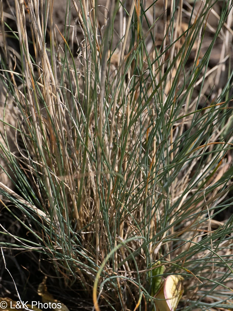 Festuca Idahoensis