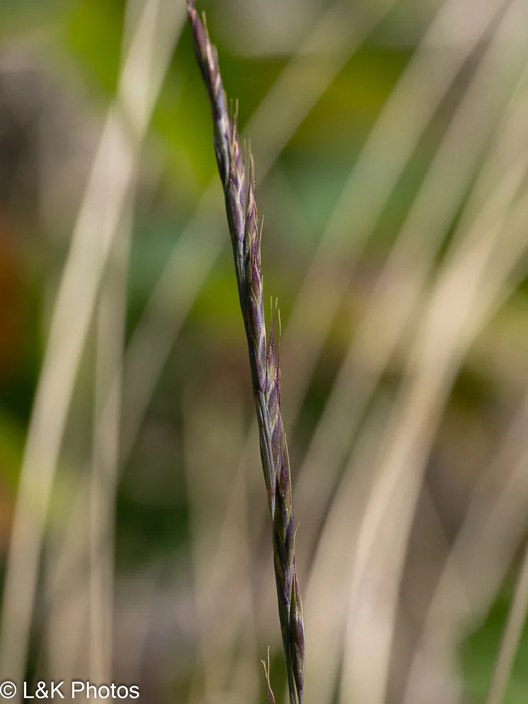 Festuca Idahoensis