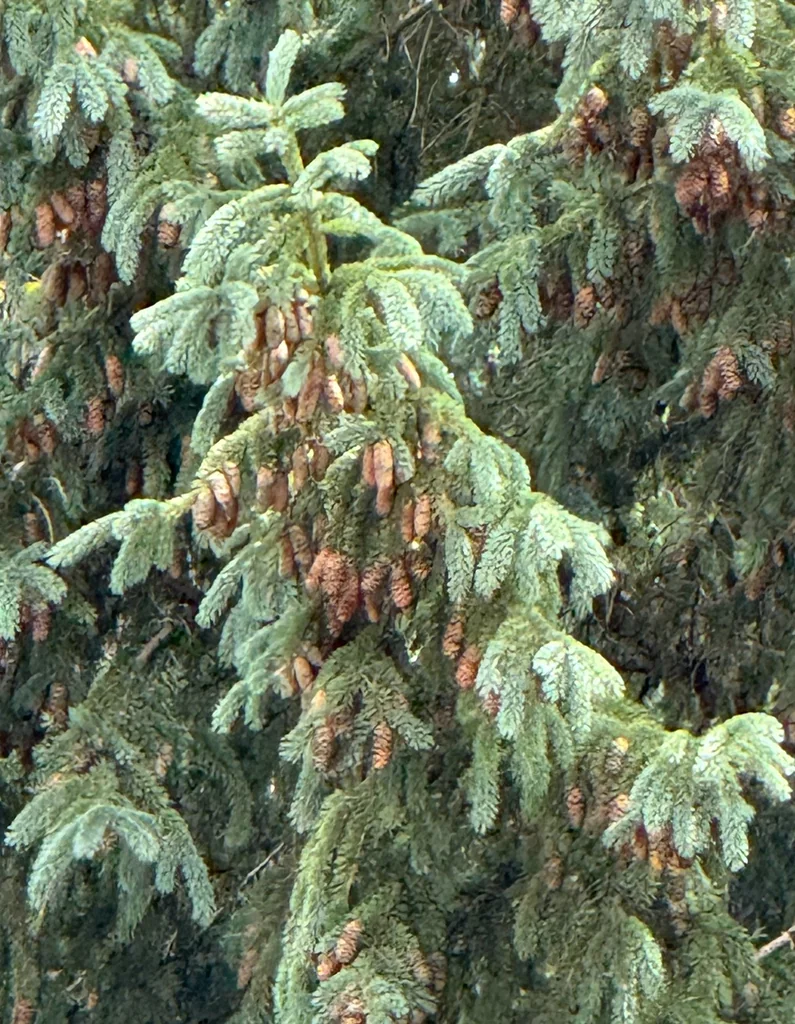 Picea Pungens