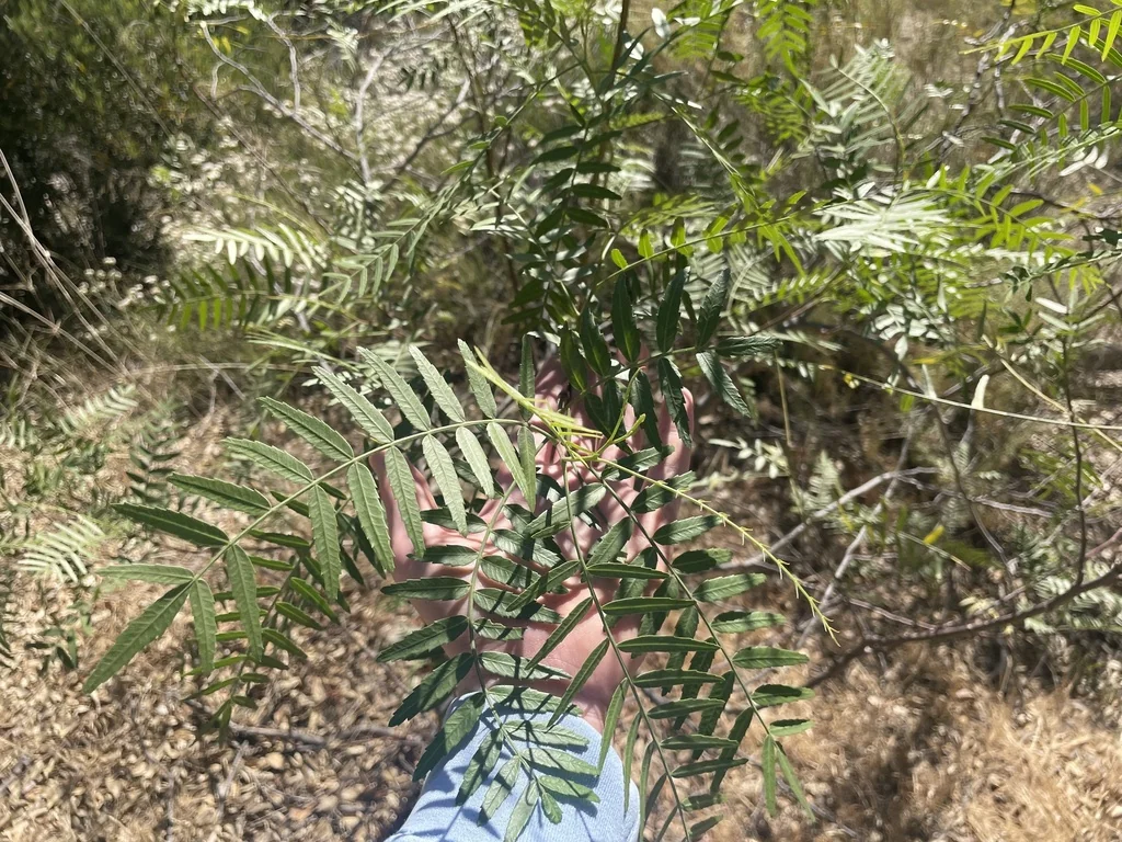 Schinus Molle