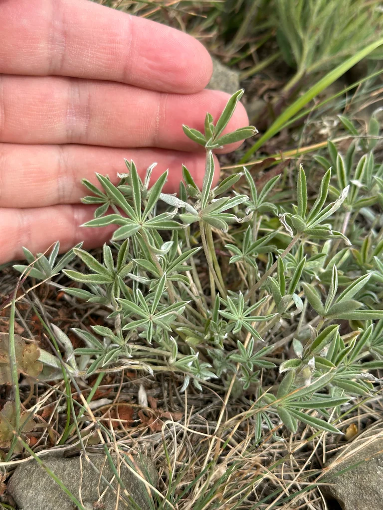 Lupinus Lepidus