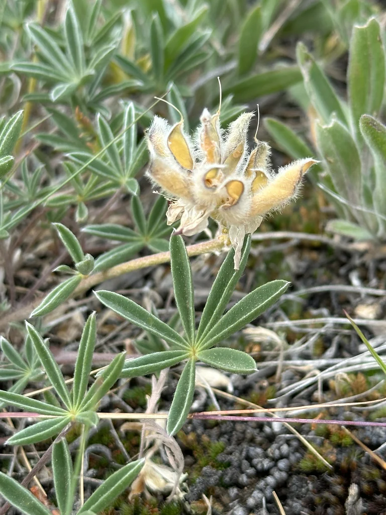 Lupinus Lepidus
