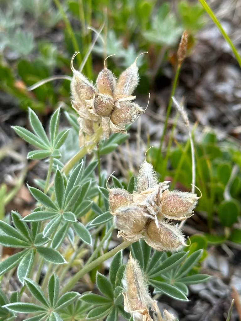 Lupinus Lepidus