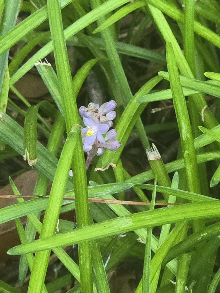 Liriope Spicata