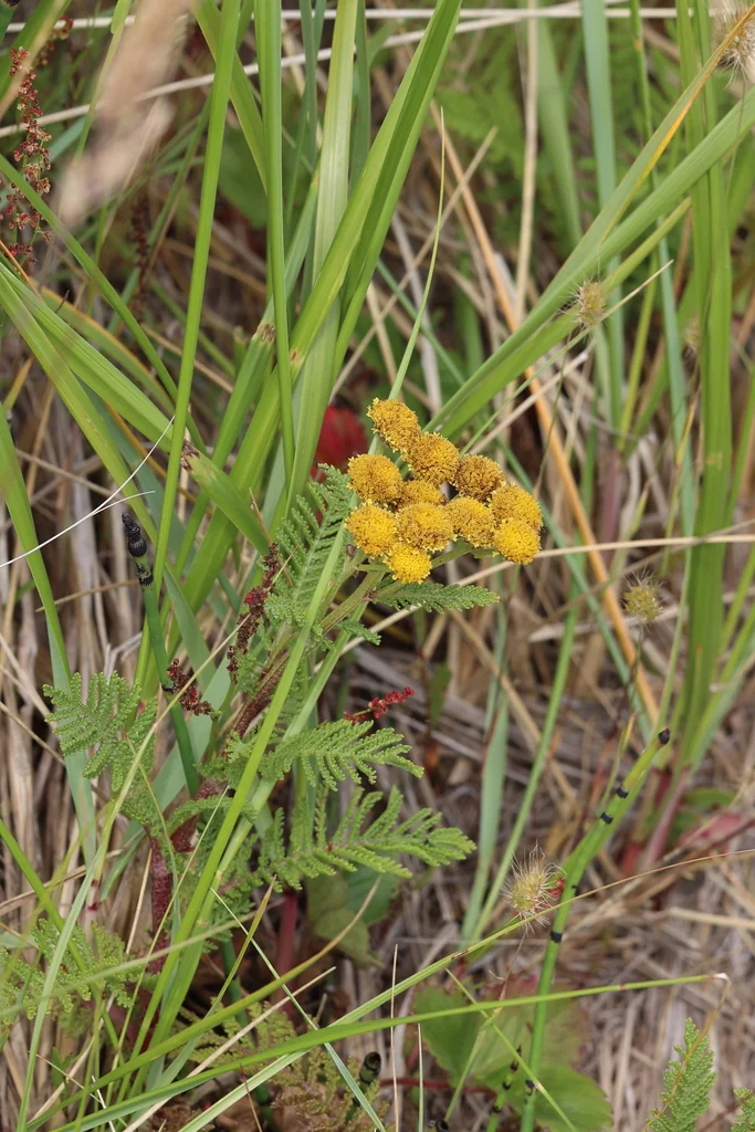 Tanacetum Camphoratum